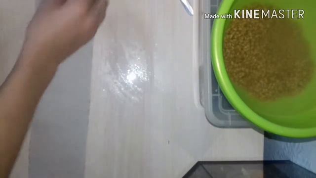 Как прорастить пшеницу:)