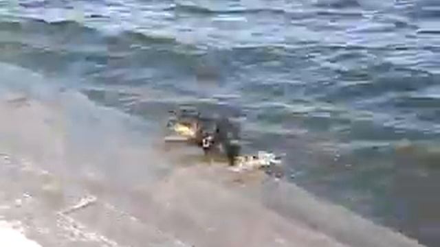 Собака прыгает в Неву смотреть онлайн