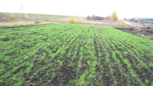 Вспашка огорода мотоблоком Каскад в конце сезона гусиными лапками.