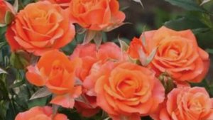Роза Роза!!! Rose Обрезка роз типа шраб