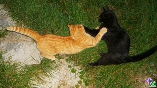 Сатана 20 «Ты тут, давай, побыстрее на лапы становись, а я побежал, у меня дела!» смотреть онлайн