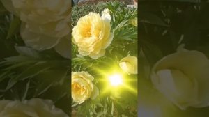 Пионы в саду. Цветут Бартзела, Сара Бернар, Канзас. ?