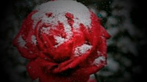 вянут розы в снегу!
