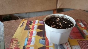 Как дома вырастить кошачью траву.