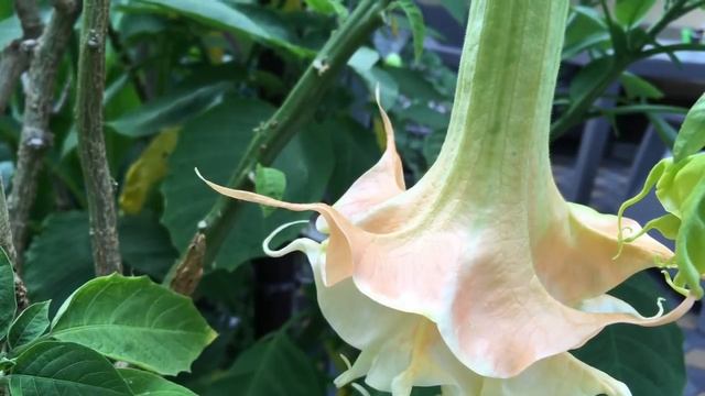 Мошки в грунте ? смотреть онлайн