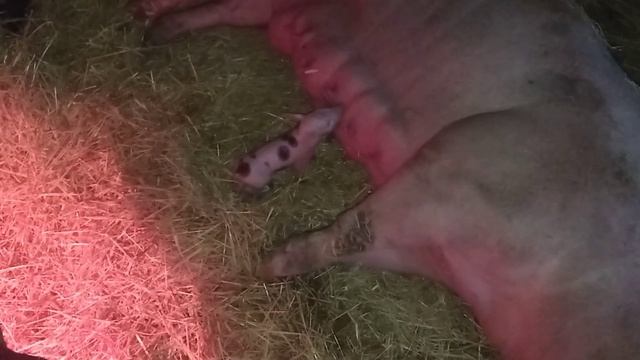 почему свиньи поросятца ночью. вьюга мороз а у нас Опорос . обзор только родившихся поросят. смотреть онлайн