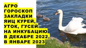 Агрогороскоп закладки яиц курей, уток, гусей на инкубацию в декабре 2022 года и в январе 2023 года