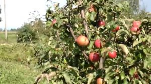 Лучшие сорта Яблок Прогулка по саду часть 1