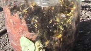 Ловушка для ос Результат превзошел все ожидания.