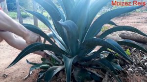 Agave fazendo poda