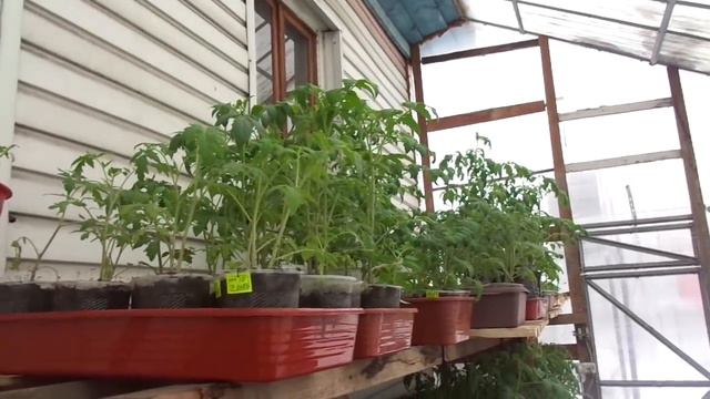 У НАС НИЧЕГО НЕ ИЗМЕНИЛОСЬ - СНЕГ ИДЕТ! Ольга Чернова. смотреть онлайн