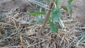 Миндаль Вайро двухлетний привитой саженец