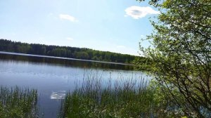 животный мир Подмосковья