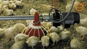 кормушки для кур EUROGAN (Ферма для бройлеров)