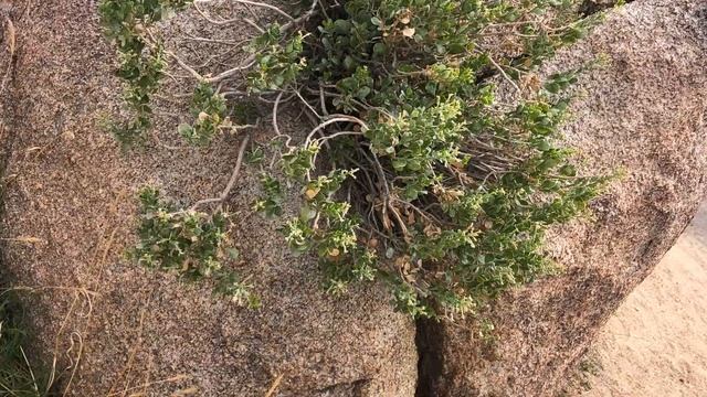 Путешествие по США, штат КАЛИФОРНИЯ. МЕСТО НЕЗЕМНОЕ!!!!Joshua Tree National Park.