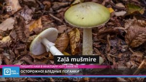 Отравление бледной поганкой (07.09.2023)