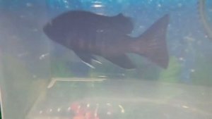 Хаплохромис васильковый (василек): повреждение роговицы глаза, лечение.