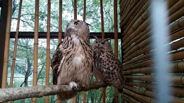 Наши филины! смотреть онлайн