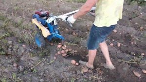 Копка картофеля мотоблок 4 л.с.