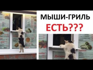 Лютые приколы. Кот покупает шаурму и ПЛОСКАЯ ЗЕМЛЯ