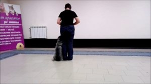 Миттельшнауцер Барри - дрессировка.