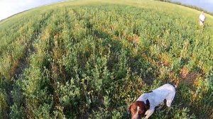 Охота на перепела 2021 Ставропольский край открытие.Ловим перепелов руками