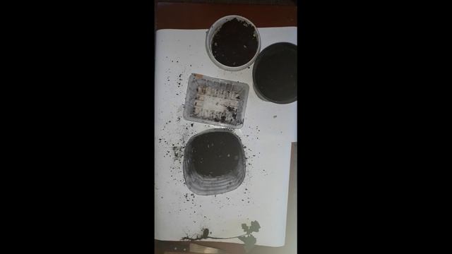 Пересаживаем росток дуба смотреть онлайн