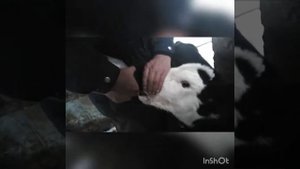 Как кормить телёнка!смесь зцм.