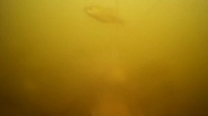 КАРАСИ И КАРПЫ НА СЛИВУ, ПРОСТО ЖОР НЕОБЫКНОВЕНЫЙ! РЕАКЦИЯ РЫБЫ НА СЛИВУ, ПРИКОРМКА ДЛЯ РЫБАЛКИ!