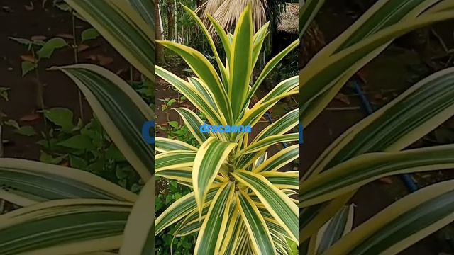 dracaena plant