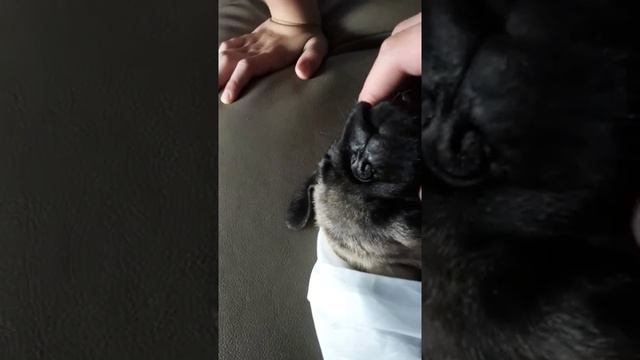 Пёс спит мёртвым сном смотреть онлайн