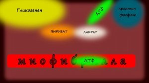 Что такое выносливость? Почему мы устаем? Как тренировать выносливость в беге и других видах спорта