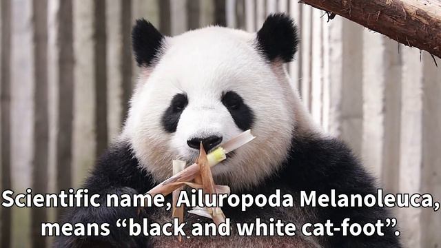 Cute Panda Video | 10 Amazing Facts about Adorable Giant Pandas That Will Surprise You | Panda Fact смотреть онлайн