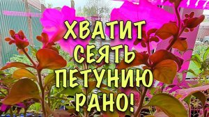 НЕ СПЕШИТЕ! ИСПОРТИТЕ! Когда СЕЯТЬ ПЕТУНИЮ, чтобы в МАЕ ИМЕТЬ ЦВЕТУЩУЮ РАССАДУ?
