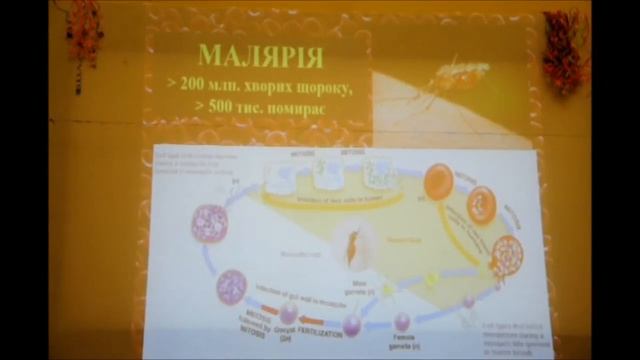 Патологічна фізіологія №1 (Анемії: постгеморагічні, гемолітичні) смотреть онлайн