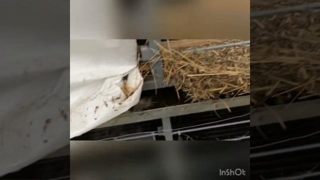 Обзор нашей клетки для кроликов