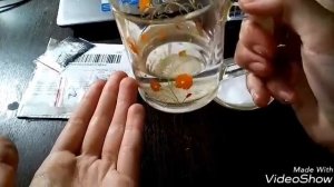 КАК ВЫРОСТИТЬ ВЕНЕРИНУ МУХОЛОВКУ!!!