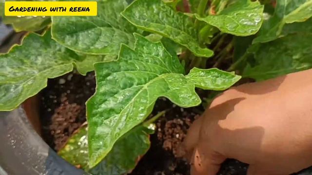 Gerbera flower plant care n tips for beginners जरबेरा के पौधे की देखभाल