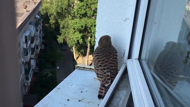 «Здрасьте, Вам кого?» Необычный гость сокол пустельга смотреть онлайн