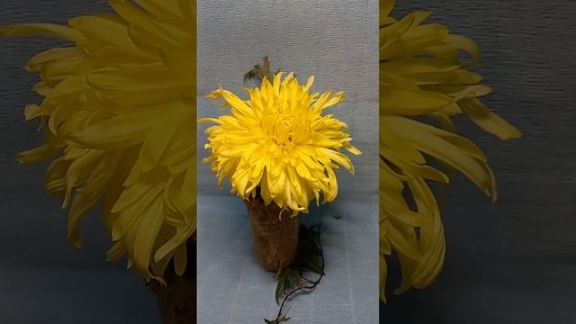 Хризантема домашняя   ? #chrysanthemumflower #цветы