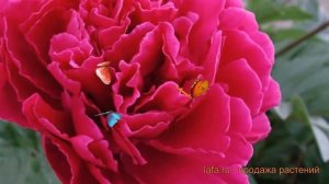 Пион травянистый Луи ван Хаутте (paeonia) ? обзор: как сажать, луковицы пиона Луи ван Хаутте