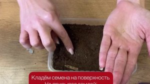 КАК ПОСЕЯТЬ ПЕТУНИЮ?