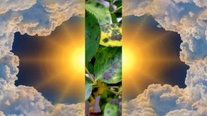 Японская  роза  LAVENDER BOUQUET , или как иногда картинка не соответствует  истине.