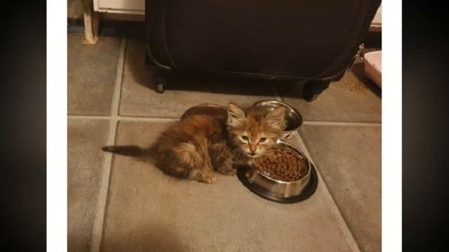 Мужчина подобрал уличного котёнка, но спустя сутки вернул его на то же место! смотреть онлайн
