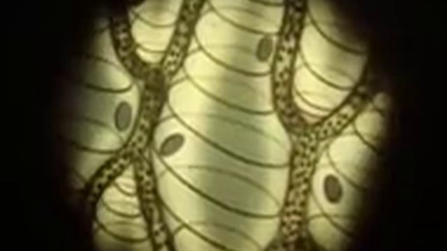 Мох Сфагнум смотреть онлайн