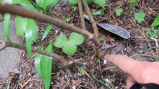 ОБРЕЗКА карликового рододендрона смотреть онлайн