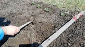 Посадка клубники гигантелла Максим