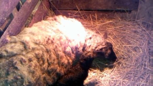 Окот романовской овцы на Рождество! смотреть онлайн