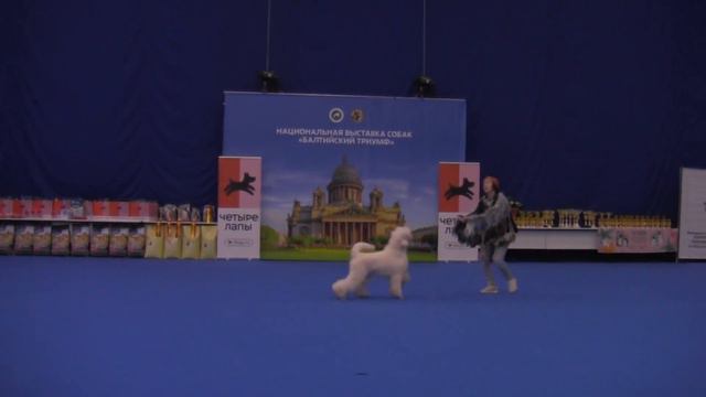 Дебют-Фристайл - Агафонова Анна и Пудель Smart Connection Dragonfly смотреть онлайн