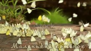 Бабочки летают, бабочки)???